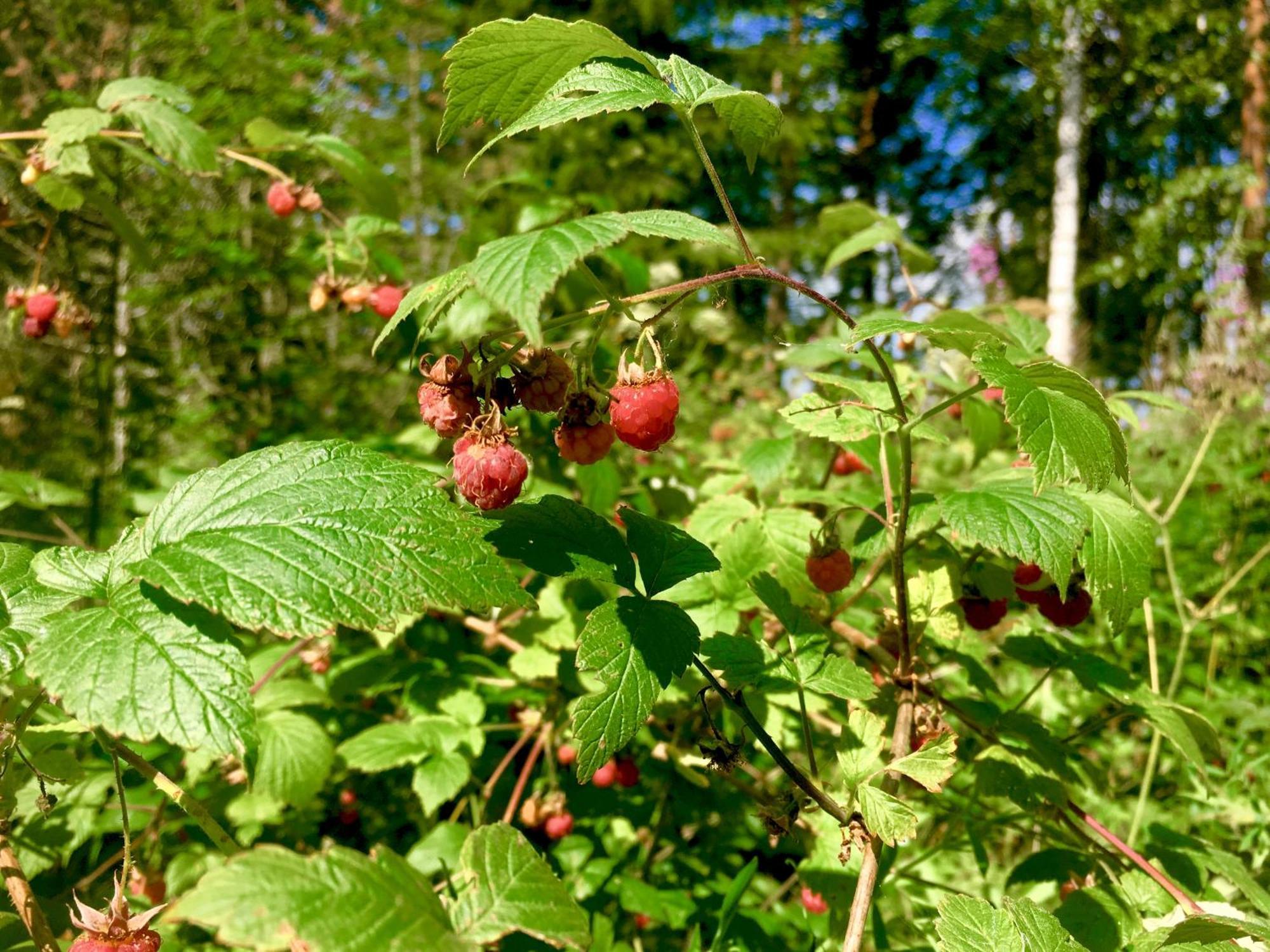 Blueberry Villa At Saimaa Lakeside Taipalsaari Exterior foto